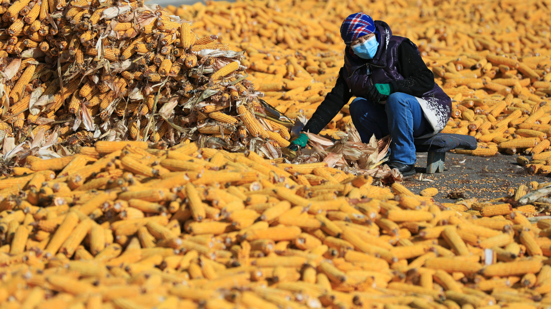 Azerbaijan and Kazakhstan strengthen agricultural cooperation amid global challenges