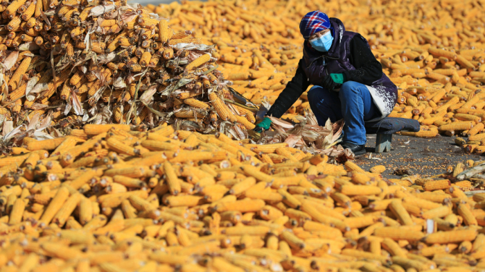 Azerbaijan and Kazakhstan strengthen agricultural cooperation amid global challenges