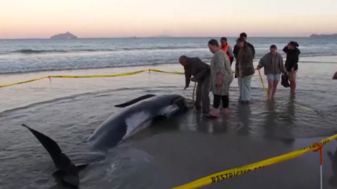 Dozens of stranded pilot whales rescued in New Zealand