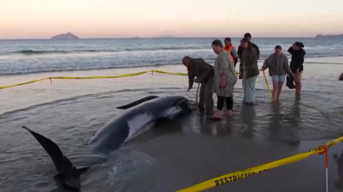 Dozens of stranded pilot whales rescued in New Zealand