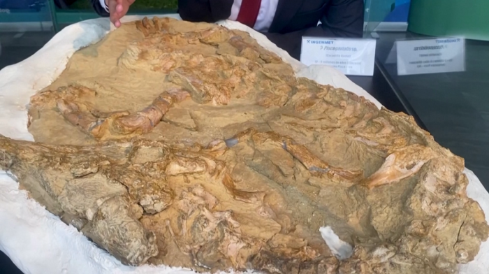 12 million year-old fossil discovery reveals rare species of prehistoric crocodile in Peru