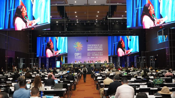 Azerbaijan selected as COP16 Bureau member