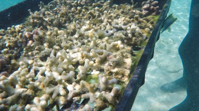 Coral farms emerge in Venezuela to combat climate change