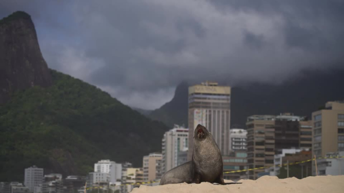 Sea lion surprises Ipanema beachgoers in Rio de Janeiro