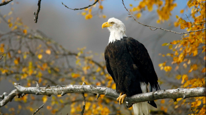 Bald eagle officially declared the national bird of the United States