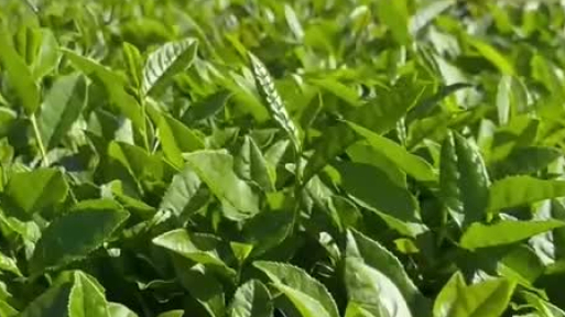 Climate Change Extends Türkiye's Tea Harvest