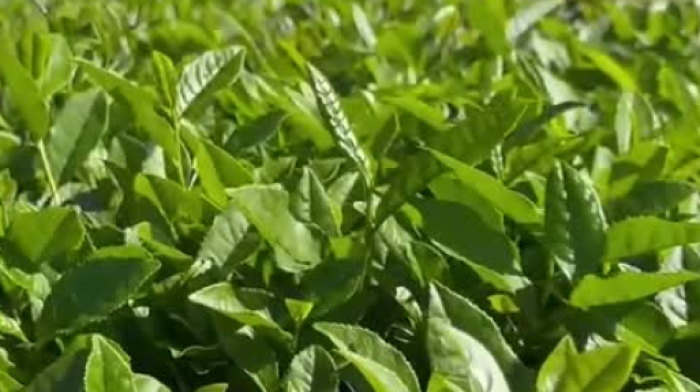 Climate Change Extends Türkiye's Tea Harvest