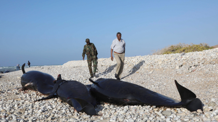 Over 100 dead dolphins discovered on Somali coast, cause remains unknown