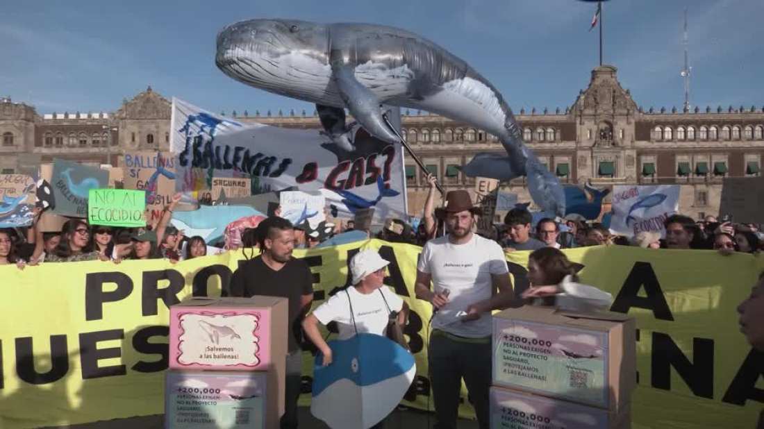 Environmentalists protest gas project threatening whales in Gulf of California