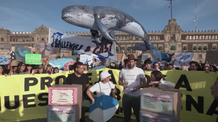 Environmentalists protest gas project threatening whales in Gulf of California