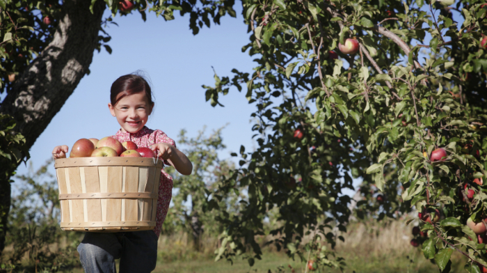 Agritourism: US farmers turn to Airbnb