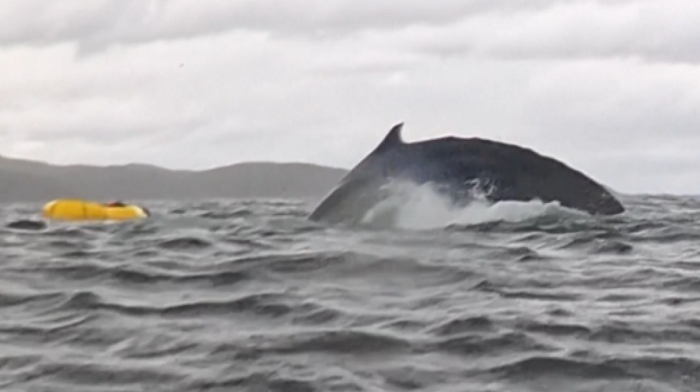 Terrifying encounter: kayaker briefly swallowed by whale