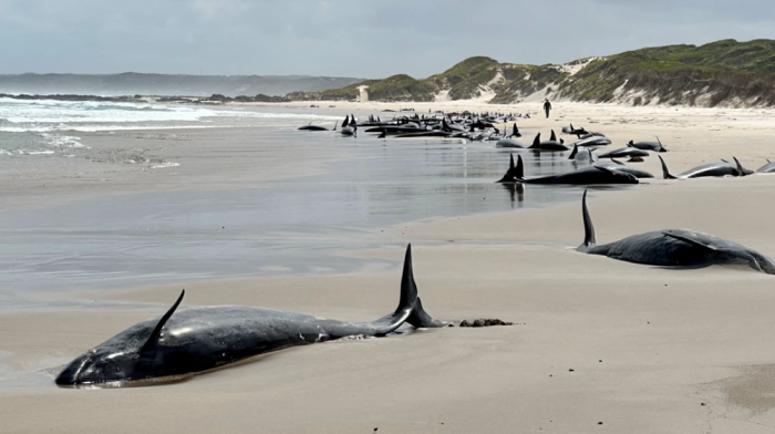 Over 150 false killer whales stranded on remote beach in Tasmania