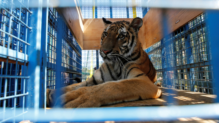 Veterinarians treat war-zone rescued animals at Jordan sanctuary