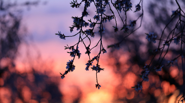 Almond trees bloom early in Spain due to unseasonal warmth and climate change