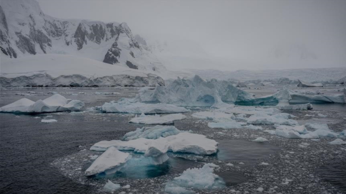 Chinese scientists discover new Antarctic bacteria species