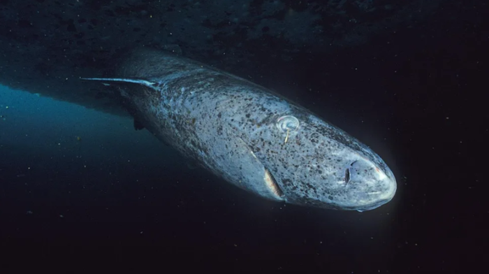 Greenland sharks can live up to 400 years and remain cancer-free; here's the science behind it