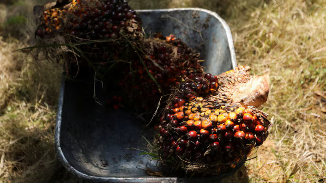 Palm oil reserves shrink: Malaysia sees lowest stocks in nearly two years