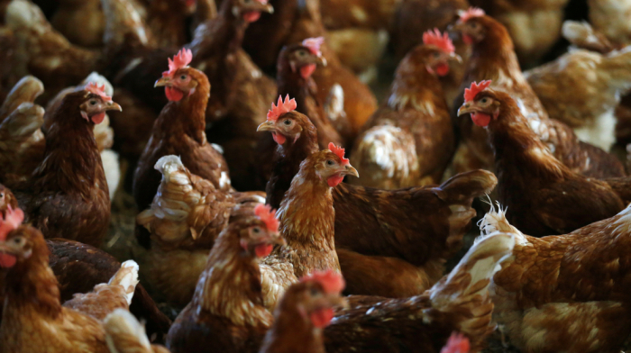 Netherlands starts bird flu vaccination program at hen farm