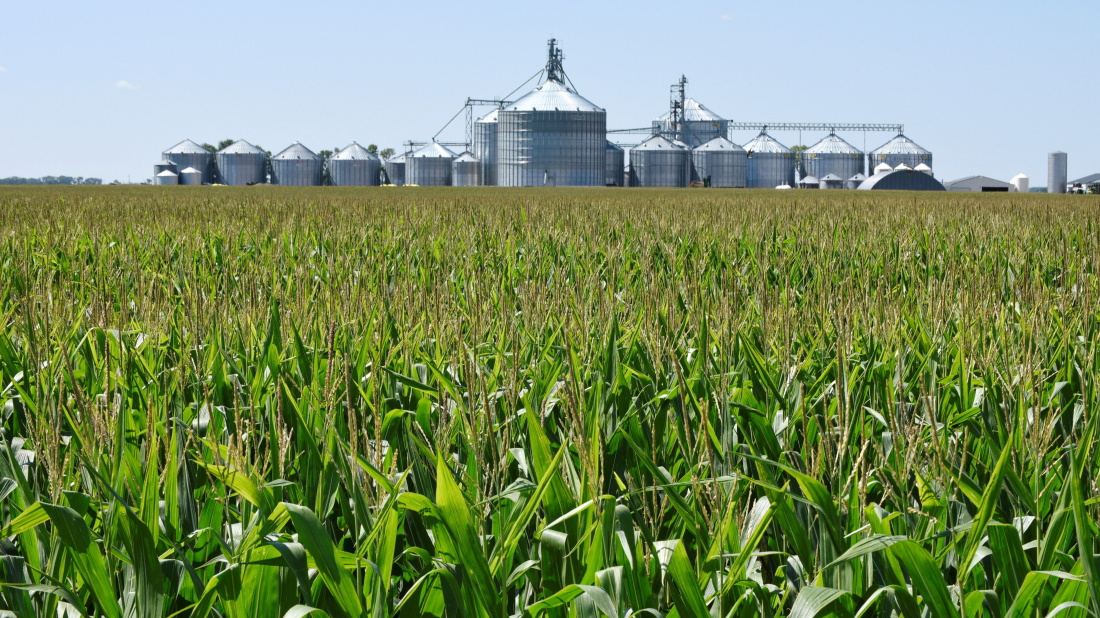 EU grain tariffs threaten European livestock feed market, industry group warns