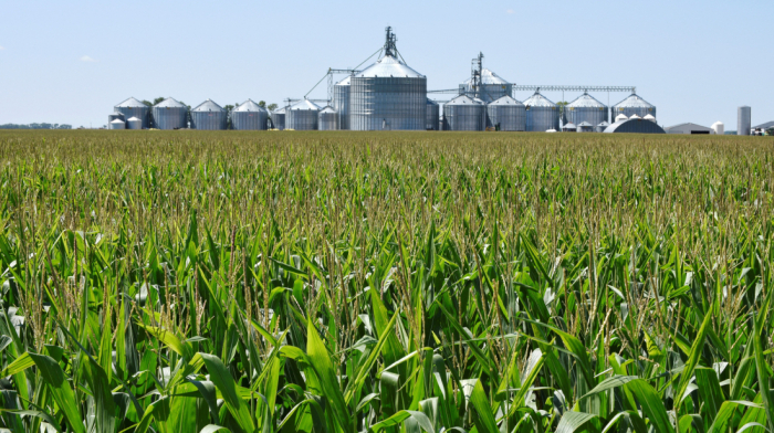 EU grain tariffs threaten European livestock feed market, industry group warns