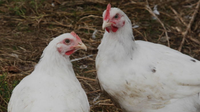 China lifts ban on poultry imports from Argentina