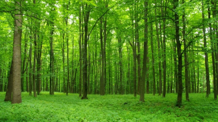 UK government to plant first national forest in 30 years