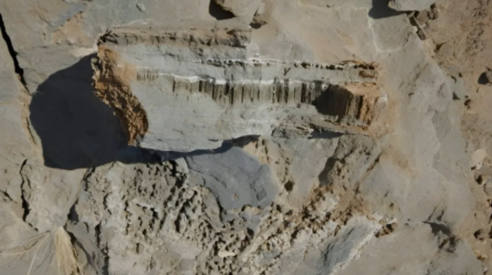 Mystery microbes burrowed into rock millions of years ago