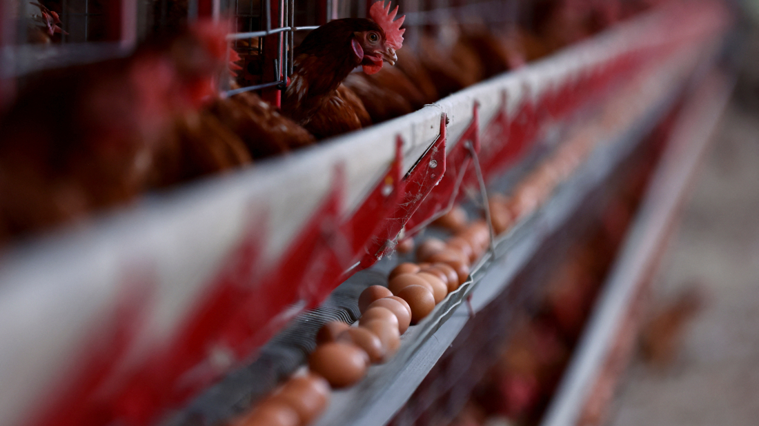 U.S. Imports Eggs Amid Record-High Prices from Bird Flu