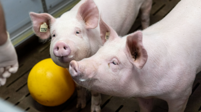 China completes first gene-edited pig liver transplant in human