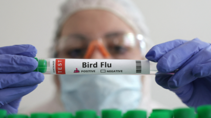 Philippines halts bird imports from Belgium over avian flu concerns