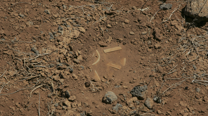 Eight killed as bus hits landmine in Nigeria’s Borno state