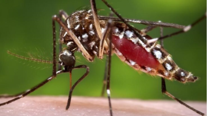 Vector-borne diseases surge in Bulgaria after COVID-19 pandemic
