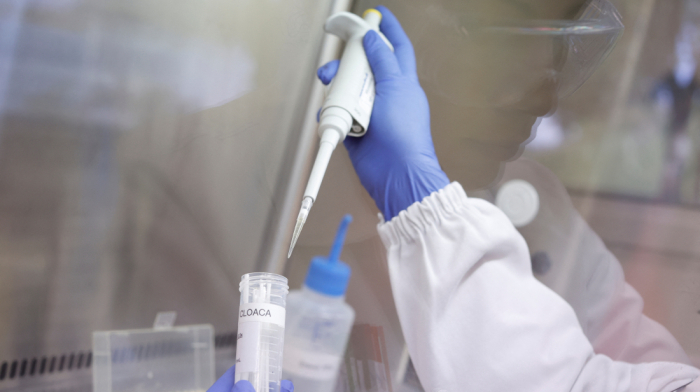 Brazil confirms bird flu outbreak on farm, China halts poultry imports