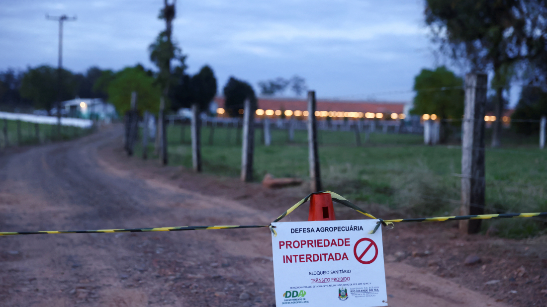 Mexico, Chile and Uruguay pause poultry imports from Brazil after bird flu outbreak