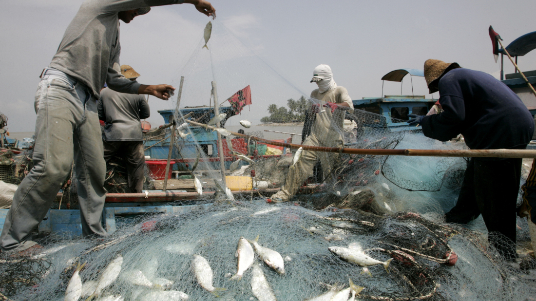 Malaysia’s ‘fish hunters’  battle with invasive species