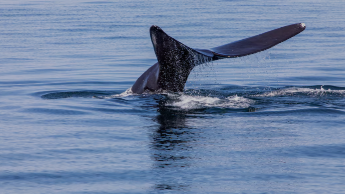 North Atlantic right whales face extinction risk with record-low births in 2025