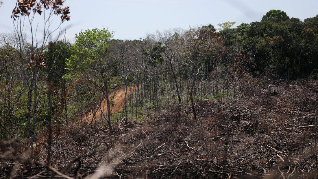 Colombia lost forest the size of New York City in just six months, watchdog warns