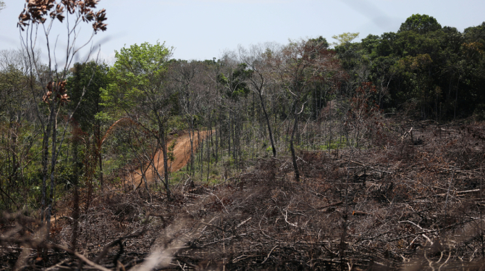 Colombia lost forest the size of New York City in just six months, watchdog warns
