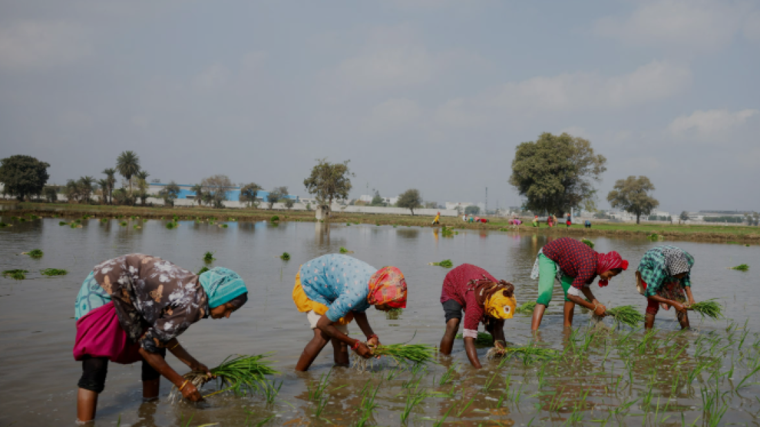 India's monsoon arrives early, boosting hopes for strong crop season