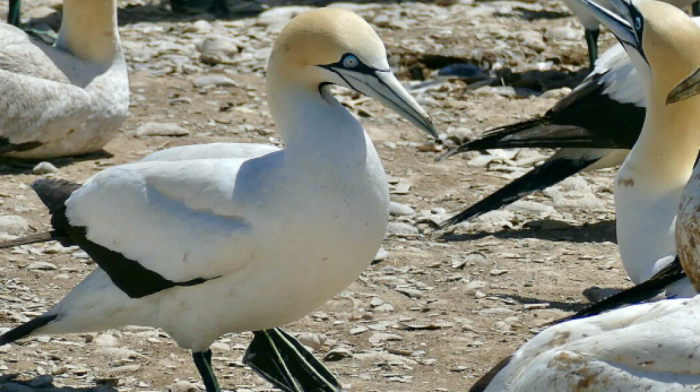 From Zero to 45,000: Cape Gannet colony makes stunning comeback on Bird Island