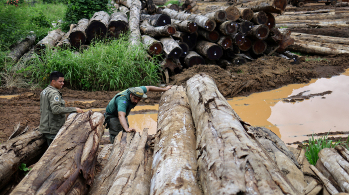 EU deforestation law faces fresh calls for delay and weaker rules