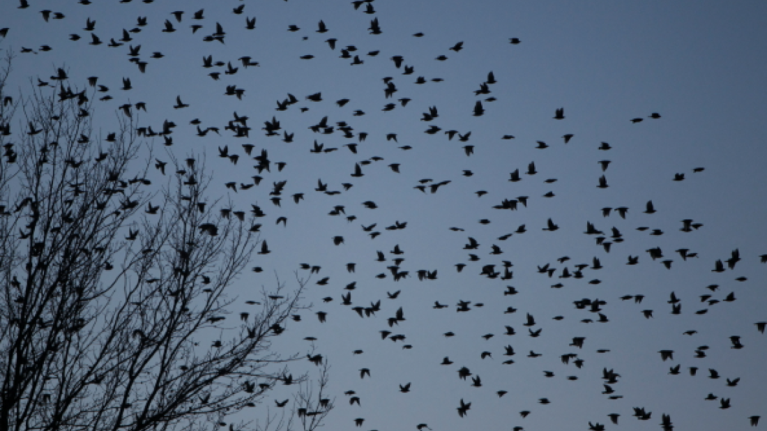 Biodiversity found to boost ecosystem stability amid environmental change