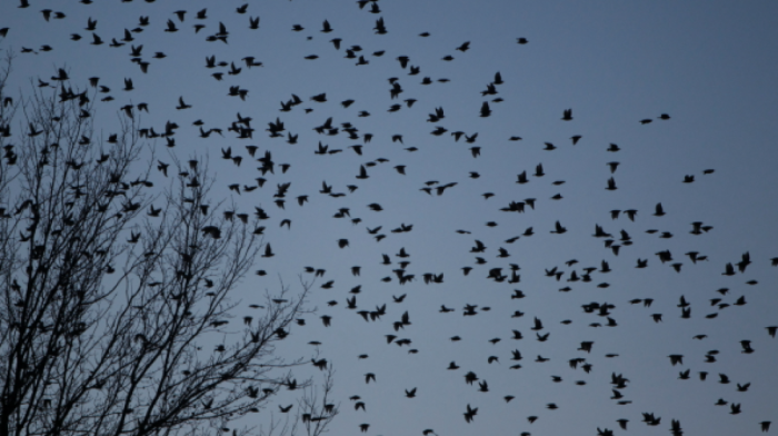 Biodiversity found to boost ecosystem stability amid environmental change