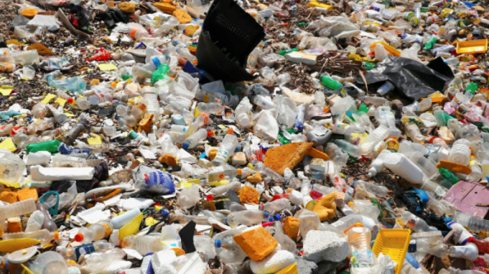 Seabird chick with 778 plastic pieces highlights alarming impact of marine pollution