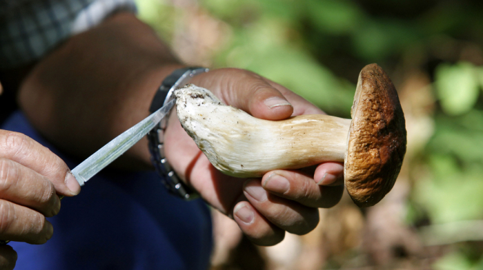 Australian woman denies poisoning in fatal mushroom lunch trial