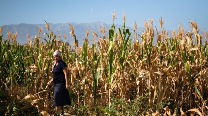 Kyrgyzstan forms task force to oversee agricultural lab testing and certification