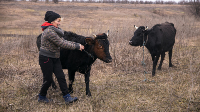 FAO calls on donors to redouble their support for Ukraine’s farmers