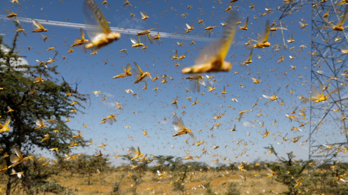 Kyrgyzstan and Kazakhstan launch joint effort to combat locust infestation
