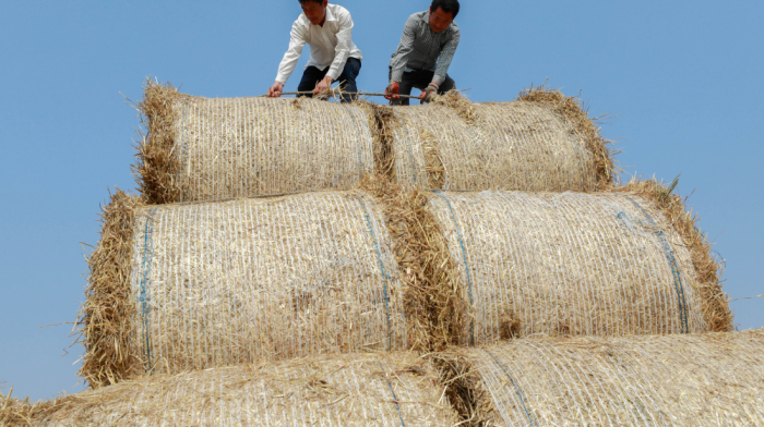 Severe drought scorches China’s wheat belt, slashes harvests